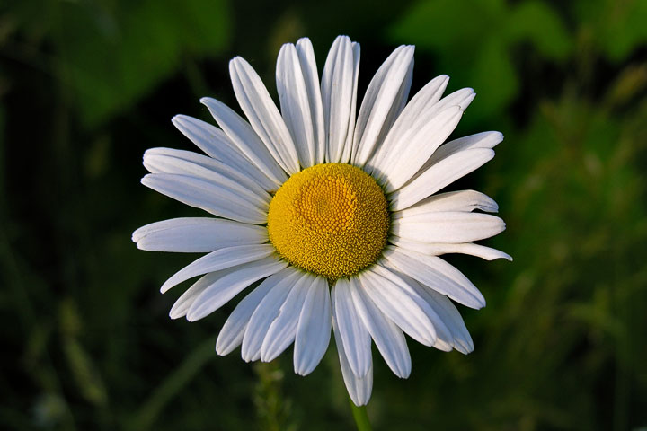 oxeye daisy