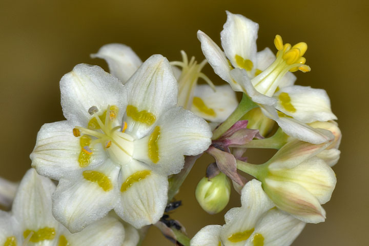 mountain death camas