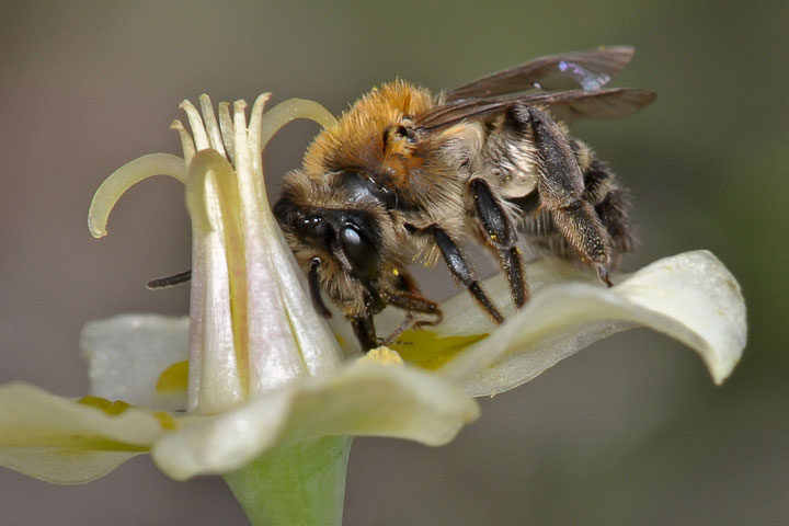 death camas & bee