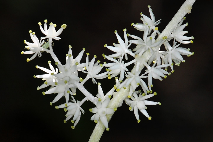 cow parsnip