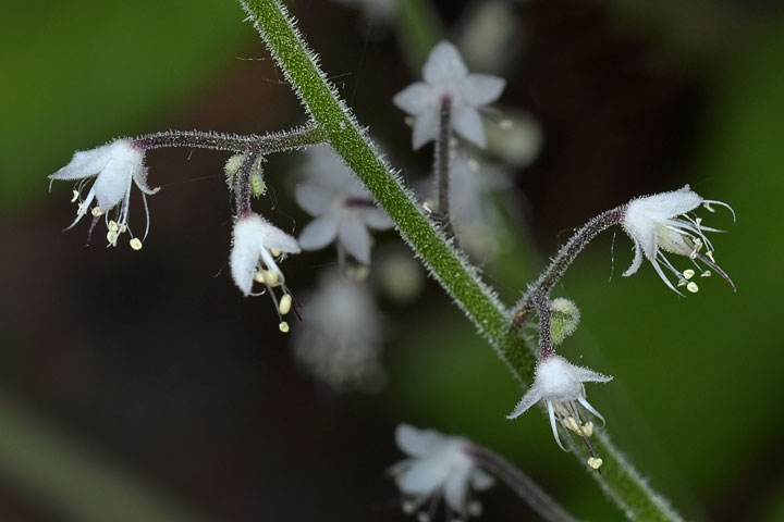 foamflower