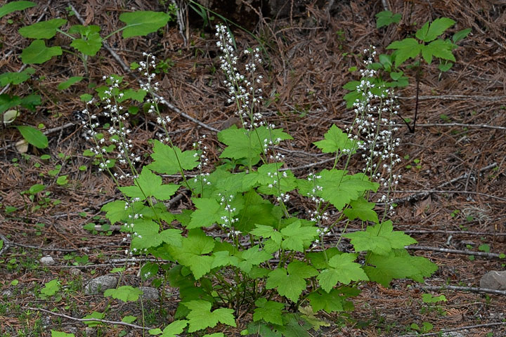 foamflower