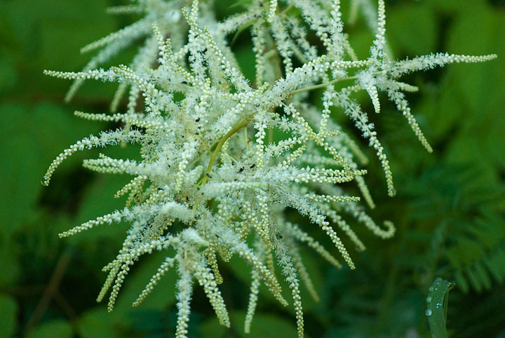 goat’s beard