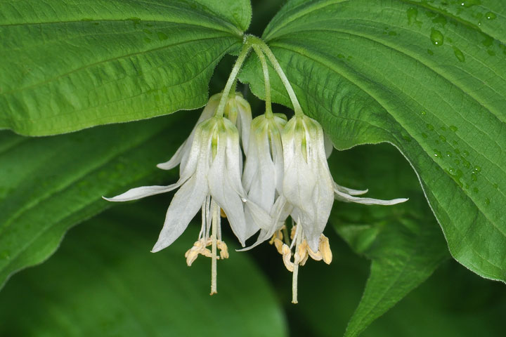 hooker’s fairybells