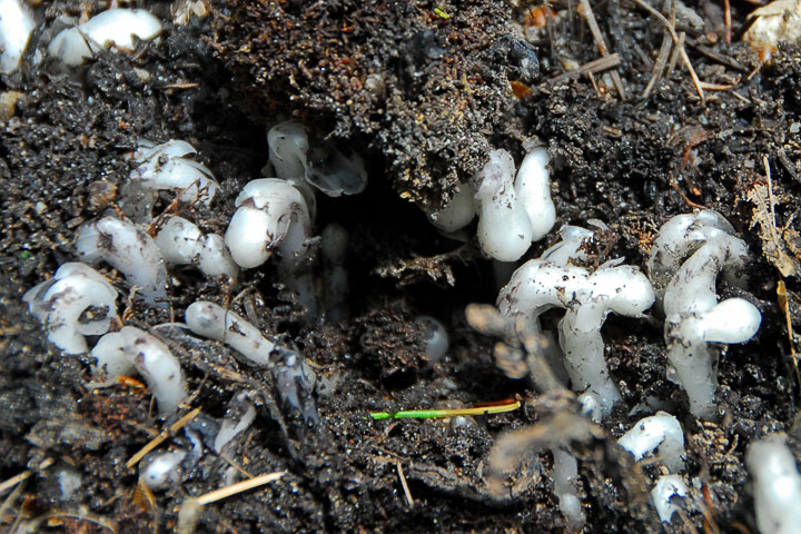 indian pipe