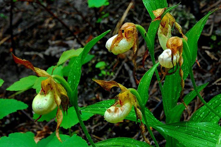 mountain lady’s slipper