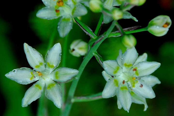 death camas