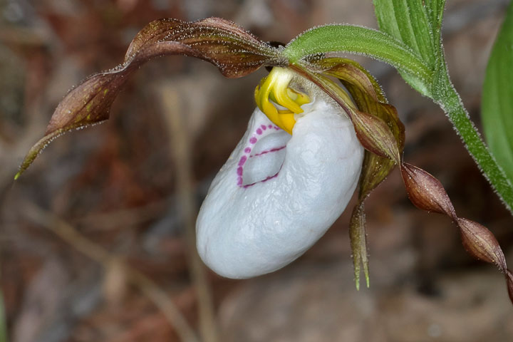 mountain lady's slipper