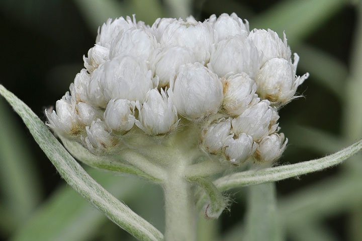 pearly everlasting