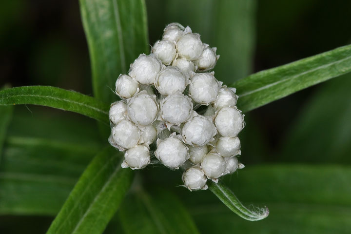 pearly everlasting