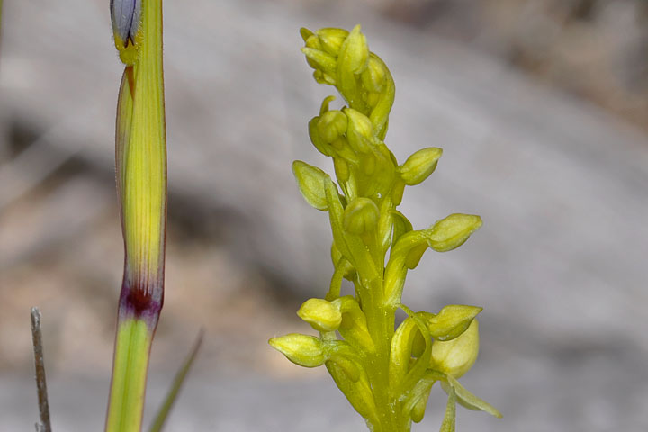 white rein-orchid