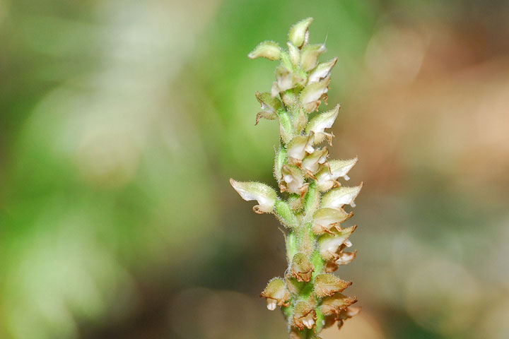 rattlesnake plantain