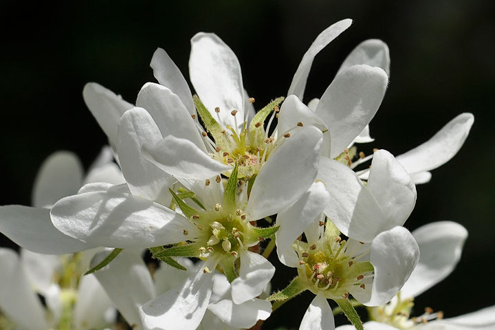 saskatoon berry blossoms