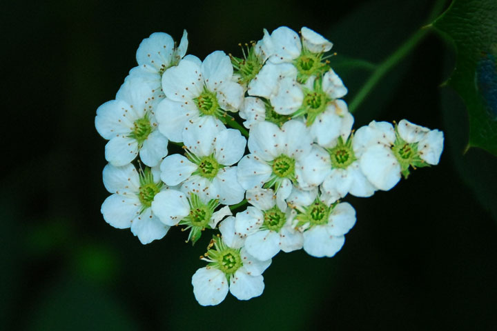 spiraea betulifolia