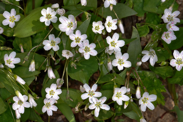 spring beauties