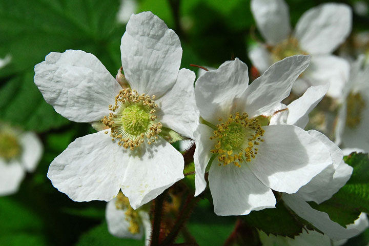 thimbleberry