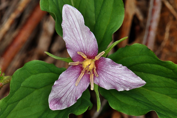 western trillium