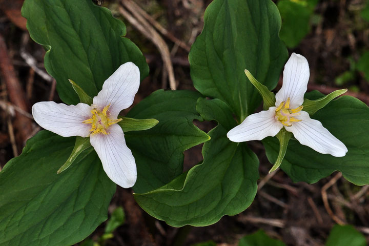 western trillium