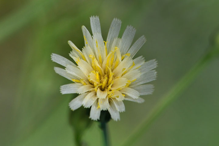 white hawkweed