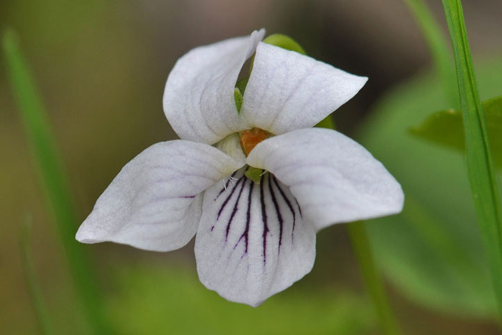 white violet