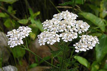 yarrow