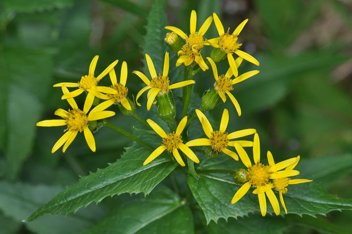 arrow–leaved groundsel