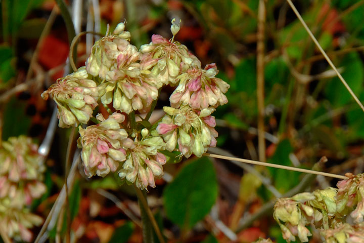 blushing wild buckwheat