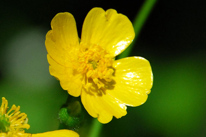 creeping buttercup