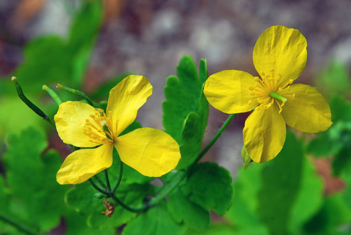 celandine