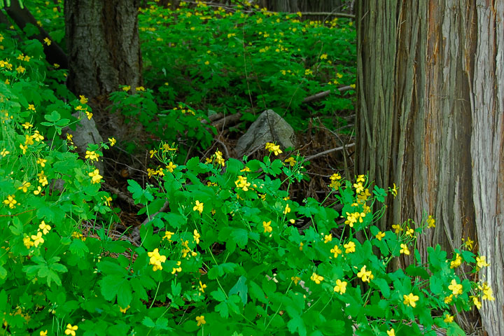 celandine