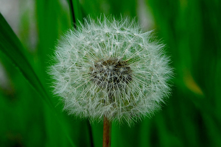 dandelion