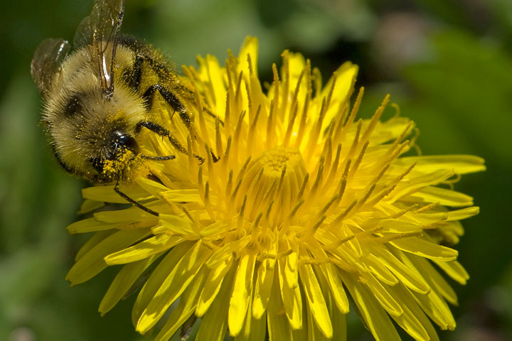 dandelion