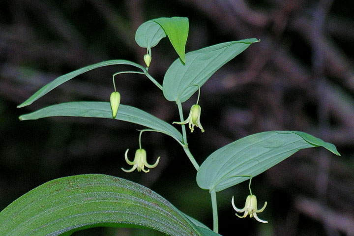 clasping twisted stalk