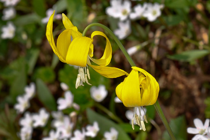 yellowg glacier lilies