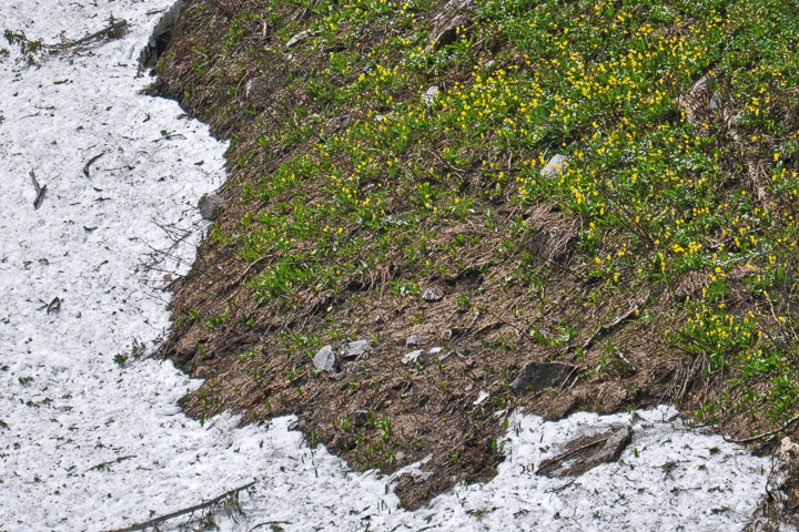 yellowg glacier lilies