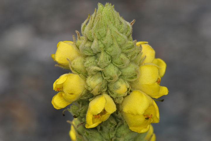 great mullein