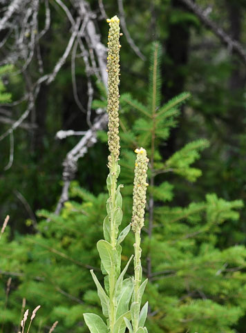 great mullein