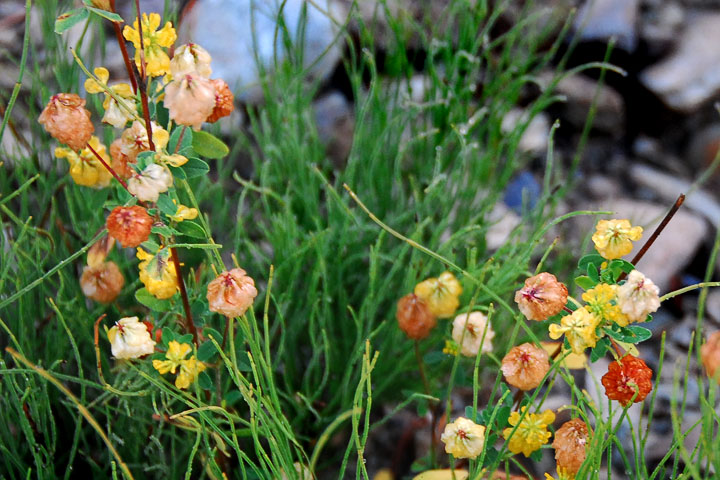 Iceland poppy