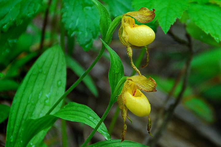 lady slipper