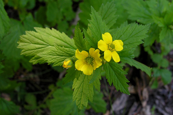 large-leaved avens