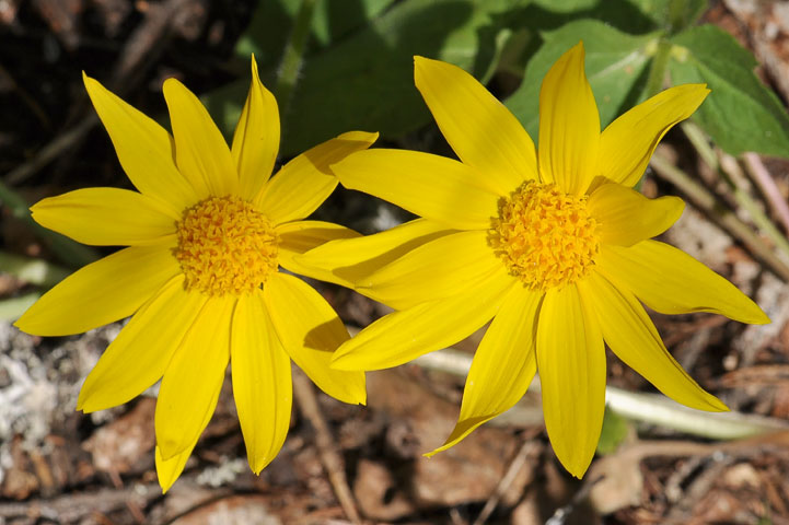 mountain arnica