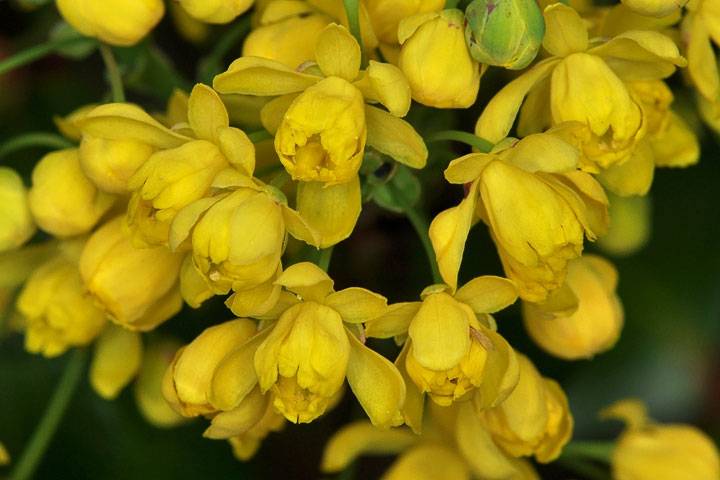 oregon grape