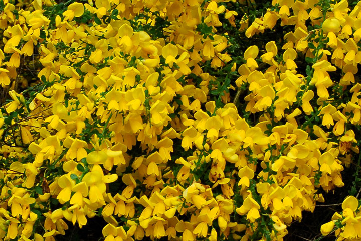 scotch broom