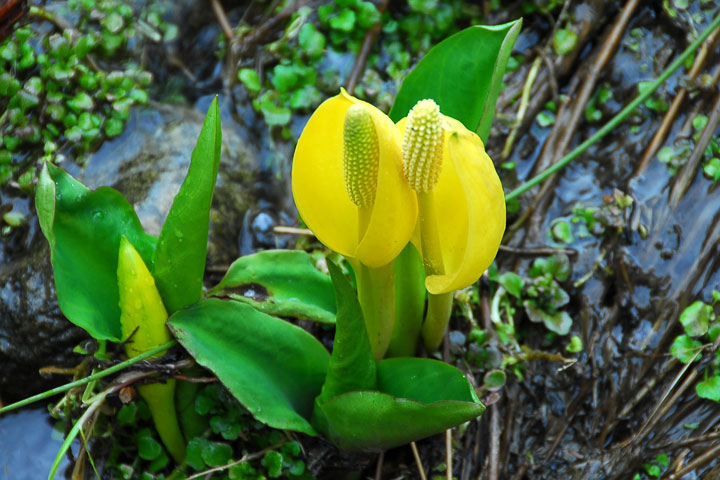 skunk cabbage