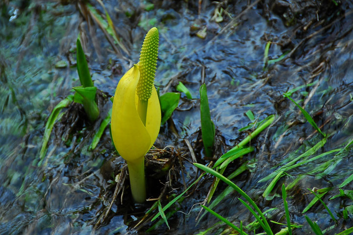 skunk cabbage