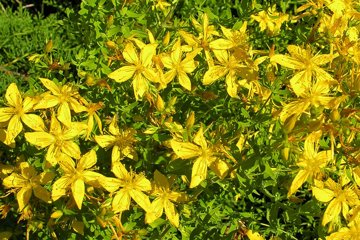 st. john’s wort