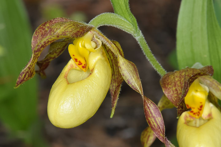 lady slipper