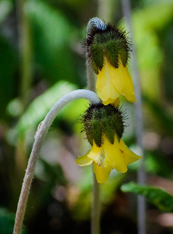 yellow mountain avens