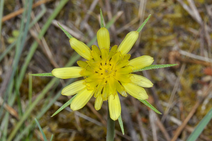 yellow salsify